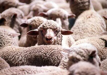 sheep_wideweb__430x302.jpg