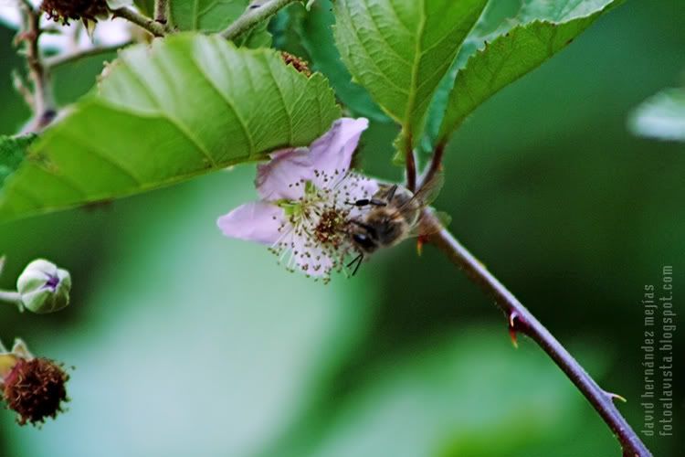 Abeja con espinas Una abeja obrera trabajando sobre una flor en una planta con espinas en algún lugar de Zamora