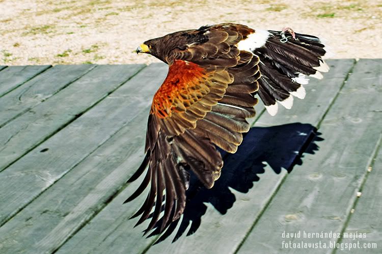 Águila USA Vuelo raso de un águila calva. Fotografía realizada en O Grove, Pontevedra, Galicia