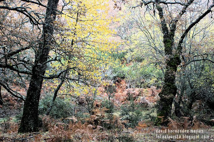 HDR forzado de paisaje con hayas en otoño en el Hayedo de Montejo, Madrid Si buscas... hayas