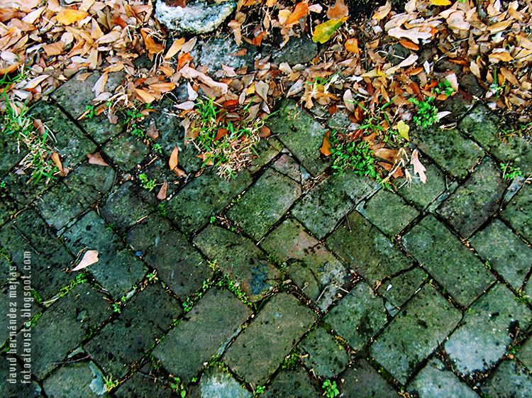 Pavimento cajun con hojas y hierbas Detalle de suelo pavimentado con hojas y hierbas en Nueva Orleans, Estados Unidos