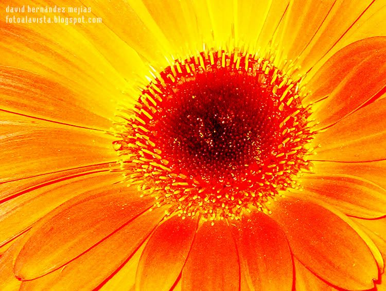 Primerísimo plano de una especie de margarita cuyos estambres y pistilos asemejan el iris de un ojo que te mira Ojo en flor