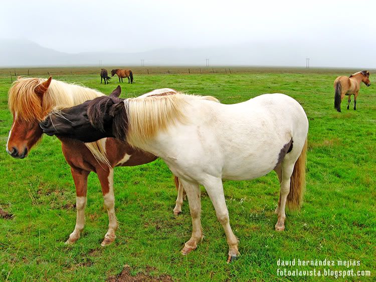 Beso de caballo Caballos de Islandia en una verde campiña
