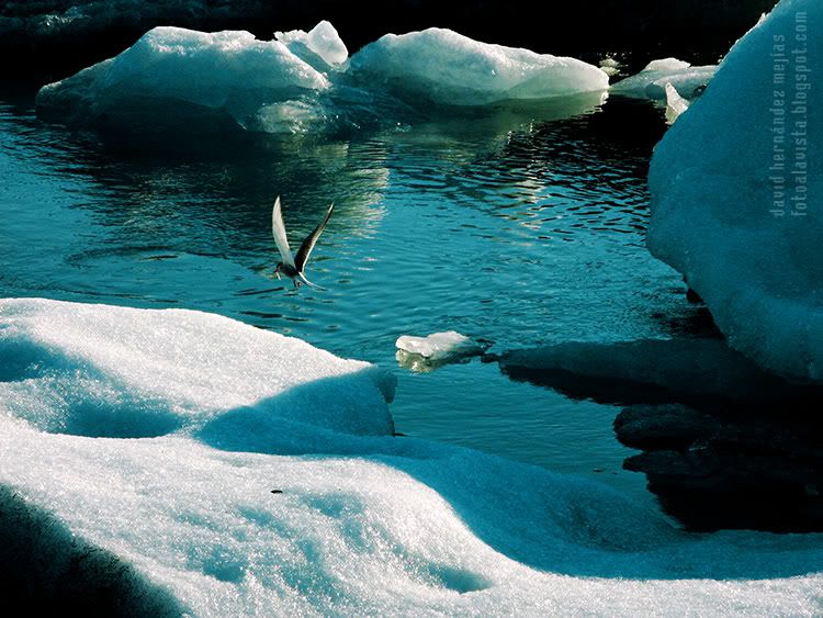 Un pajarillo pesca en un lago de origen glaciar con hielos e icebergs en Islandia, en una fría tarde de verano Pajarillo de los hielos