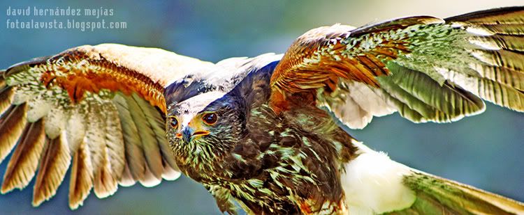 Heme aquí Fotografía realizada en Miranda do Douro, Portugal, a una especie de halcón de la zona de los Arribes del Duero, en una exhibición de aves rapaces