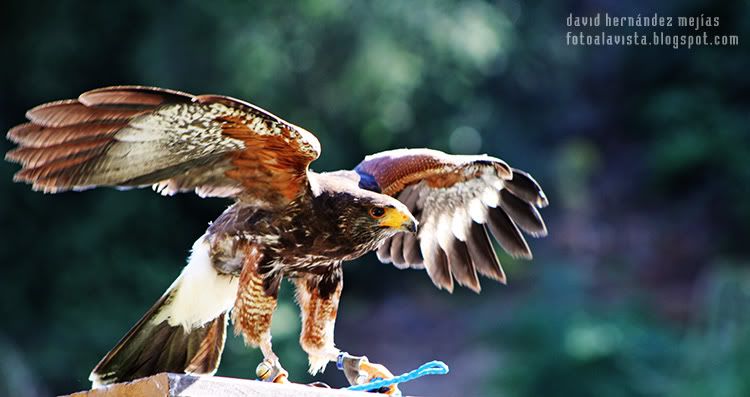 Con las alas desplegadas Fotografía realizada en Miranda do Douro, Portugal, a una especie de halcón de la zona de los Arribes del Duero, en una exhibición de aves rapaces