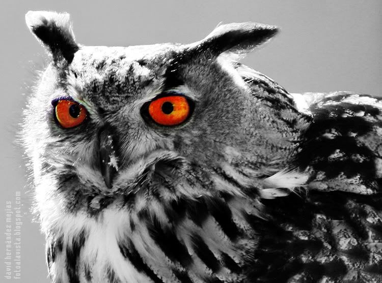 Esos ojos Fotografía realizada en Miranda do Douro, Portugal, a un ave de la zona de los Arribes del Duero perteneciente a la familia de los buhos, en una exhibición de aves rapaces