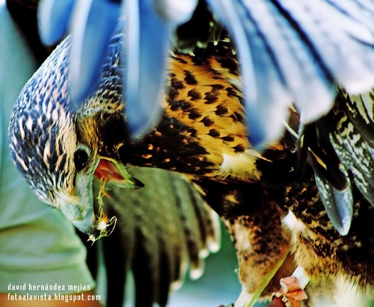 Pareces enfadado Fotografía realizada en Miranda do Douro, Portugal, a un ave de la zona de los Arribes del Duero perteneciente a la familia de los halcones, en una exhibición de aves rapaces