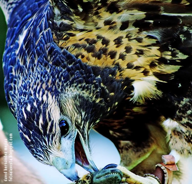 De picoteo Fotografía realizada en Miranda do Douro, Portugal, a un ave de la zona de los Arribes del Duero perteneciente a la familia de los halcones, en una exhibición de aves rapaces