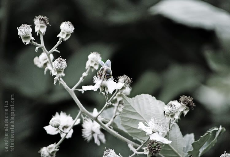 Abeja con máscarasa a la izquierda Una abeja obrera trabajando sobre una flor con restos de flores a la izquierda, de los cuales los sépalos y el cáliz asemejan máscaras