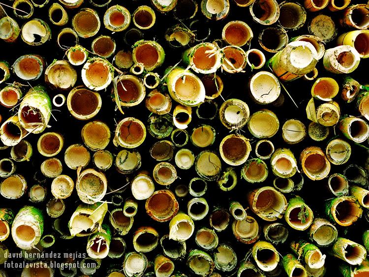 Detalle de bambú cortado, que permanecía amontonado sobre una furgoneta destartalada en un campo de Costa Rica Bambú