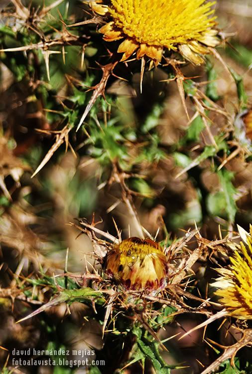 Pinchitos florales Detalle de flor con espinas con una estructura similar a un cristal de nieve o de agua, en O Grove, Pontevedra, Galicia