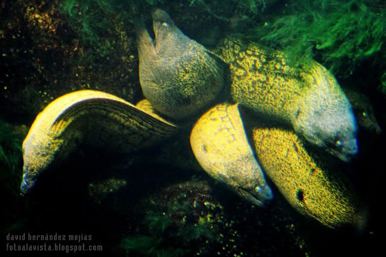 Un grupo de morenas salen del mismo agujero de roca, de forma que el conjunto parece una suerte de Medusa mitológica, en el acuario de O Grove (Pontevedra) Mucho ojo con las morenas