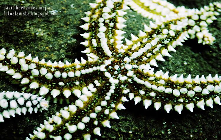 Estrella al fin y al cabo... de mar Detalle de estrella de mar en el Aquarium de O Grove, Pontevedra, Galicia