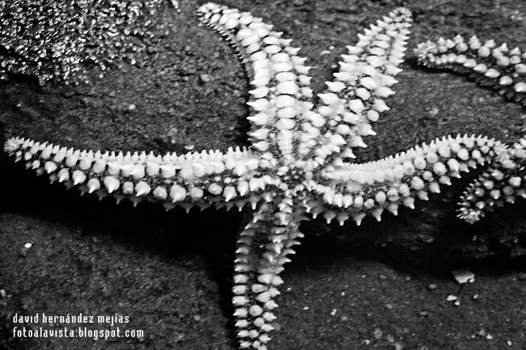 Estrella al fin y al cabo... de mar Detalle de estrella de mar en el Aquarium de O Grove, Pontevedra, Galicia