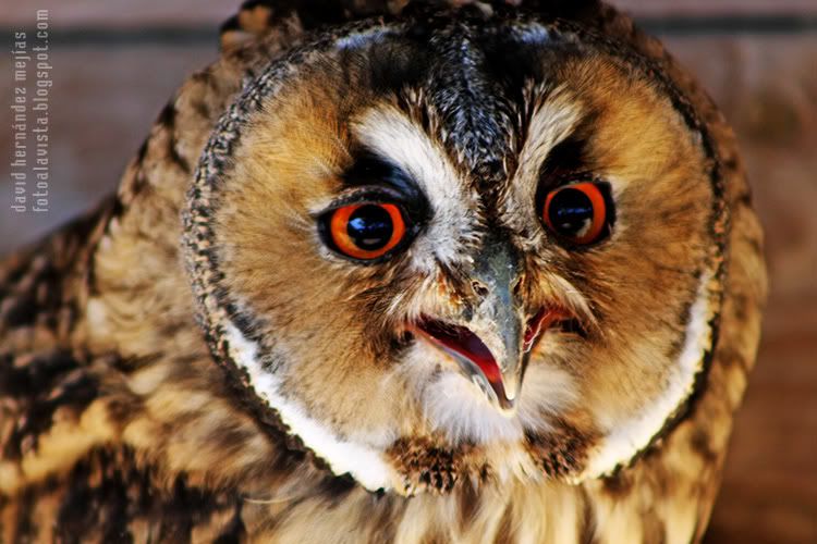 Águila USA Plano corto de un buho que parece que nos sonríe. Fotografía realizada en O Grove, Pontevedra, Galicia
