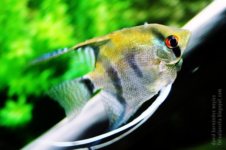 Pez veloz Un pez se desliza veloz por el agua en el acuario de O Grove, Pontevedra, Galicia