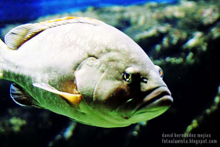 Grande y tranquilo Un enorme pez pasea nadando en el acuario de O Grove, Pontevedra, Galicia