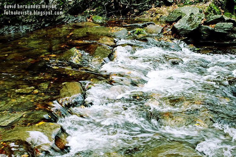 Detalle de un ríachuelo que baja fluído en otoño en el Hayedo de Montejo, Madrid Agua que fluye, río que nunca es el mismo
