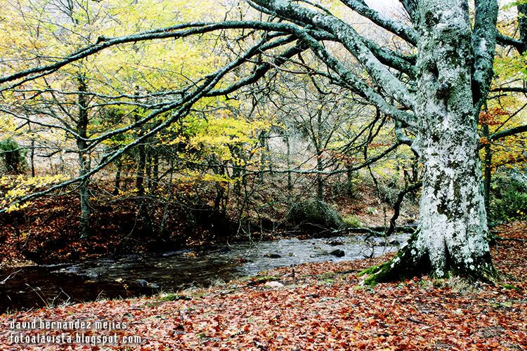 Un bello y otoñal rincón del hayedo de Montejo, en la sierra norte de Madrid Hayas en el río