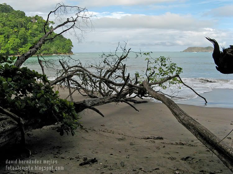 Árboles caídos sobre la arena de una playa tropical, cuyas ramas llegan hasta casi la orilla, en el Parque Natural de Manuel Antonio, Costa Rica Playa tropical con obstáculos