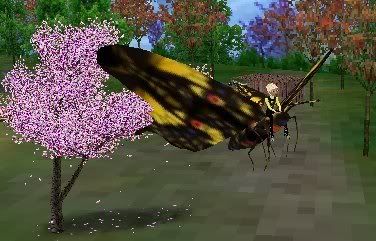 Butterfly Ride2