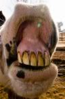 funnyteeth.jpg funny teeth image by blueeyelibra