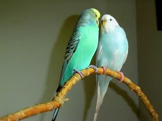 Budgies2yearsold-1.jpg