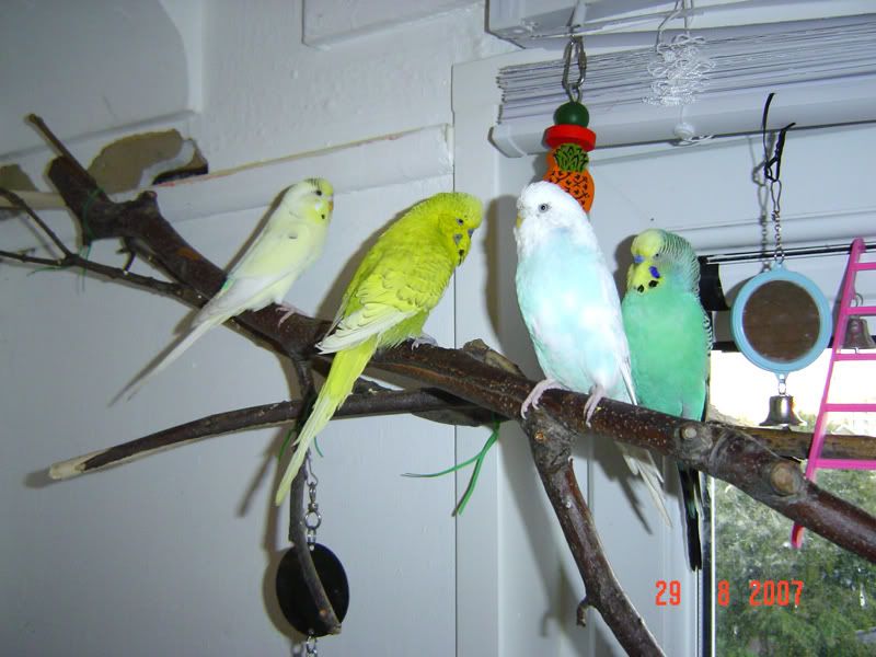 mybirds.jpg