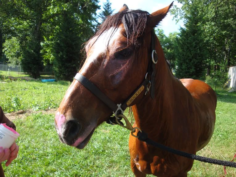 Pony+Torture Pony torture (with pics) in General Discussion (Horse Related) Forum