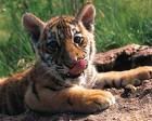 tiger cub Pictures, Images and Photos