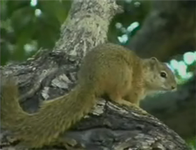Tree Squirrel - Djuma Pictures, Images and Photos