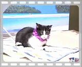 funny kitten videos. Photobucket | funny kitten