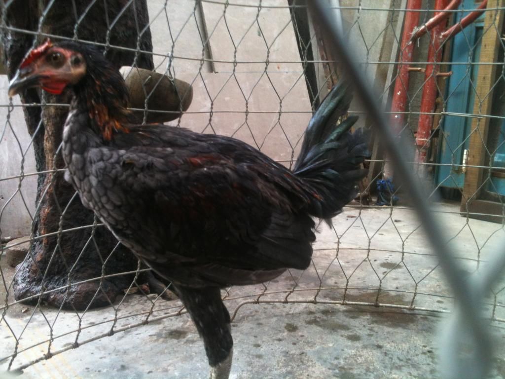 Tre mỹ  úa, nhạn chân xanh 4 tháng... - 1