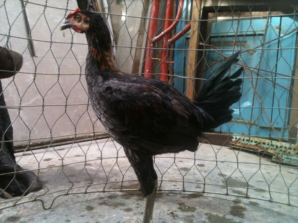 Tre mỹ  úa, nhạn chân xanh 4 tháng...