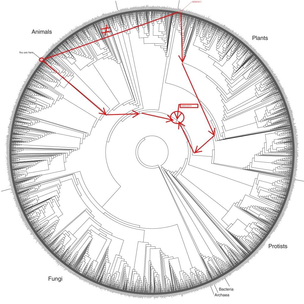 derrick-zwickl-tree.jpg