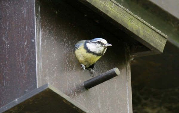 BLUETITS004.jpg