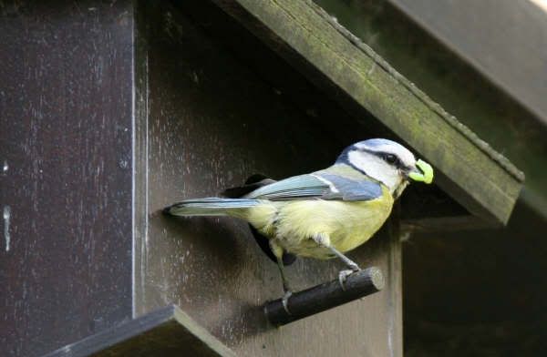 BLUETITS039.jpg