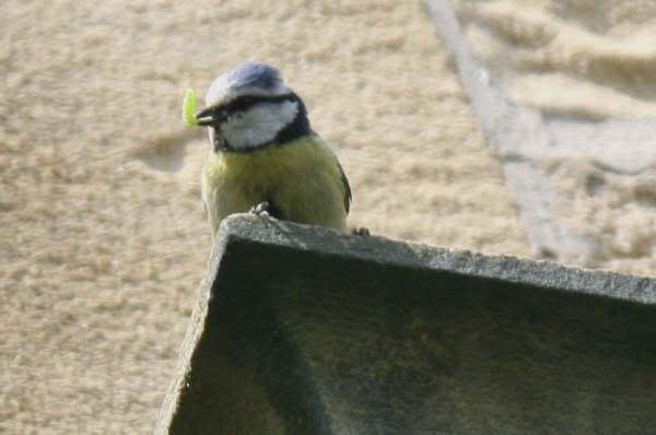 BLUETITS040.jpg