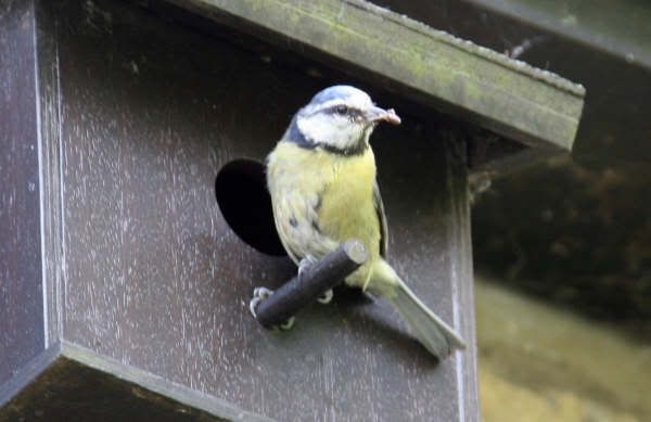 BLUETITS041.jpg