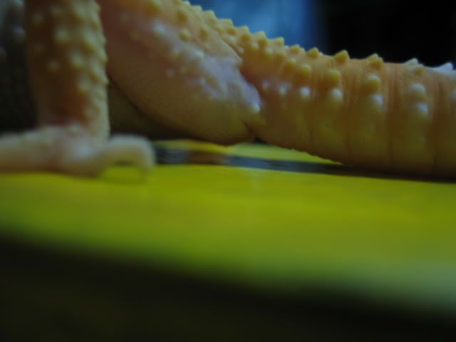 Picture005-1.jpg