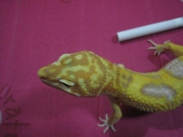 bbb026.jpg