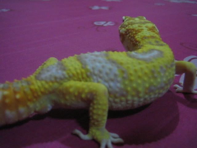 bbb031.jpg