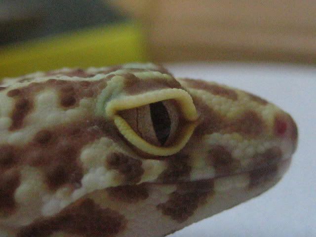 eye001.jpg