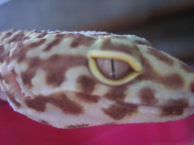 eye002.jpg