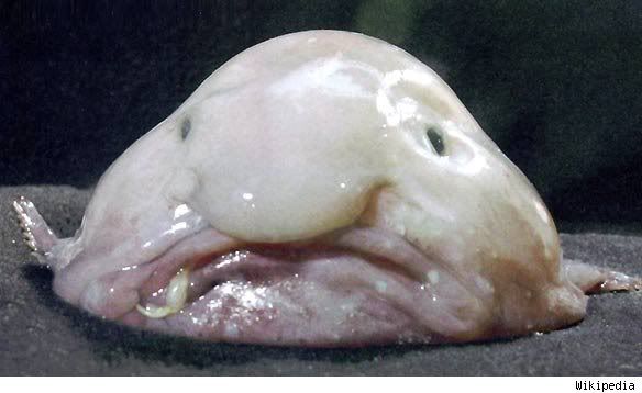 blob-fish-wiki-584.jpg
