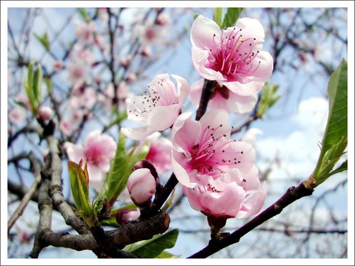 Spring_by_koMar_cica.jpg picture by NanitaCol1
