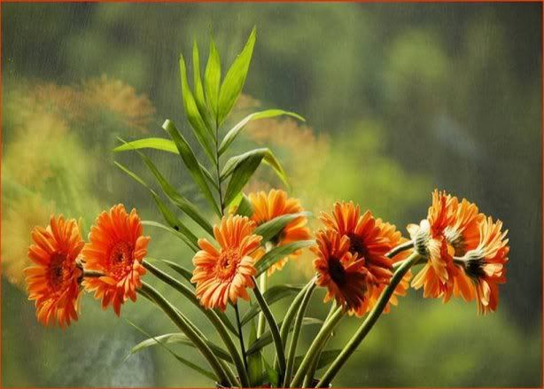 flores059.jpg picture by NanitaCol1