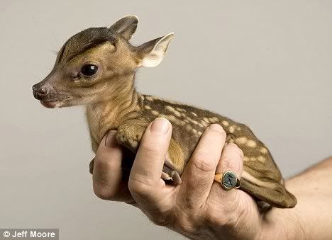 Miniature+deer