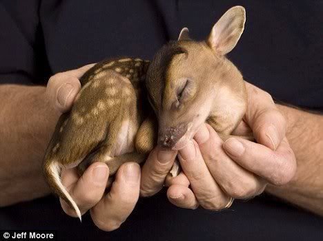 Miniature+deer+pet